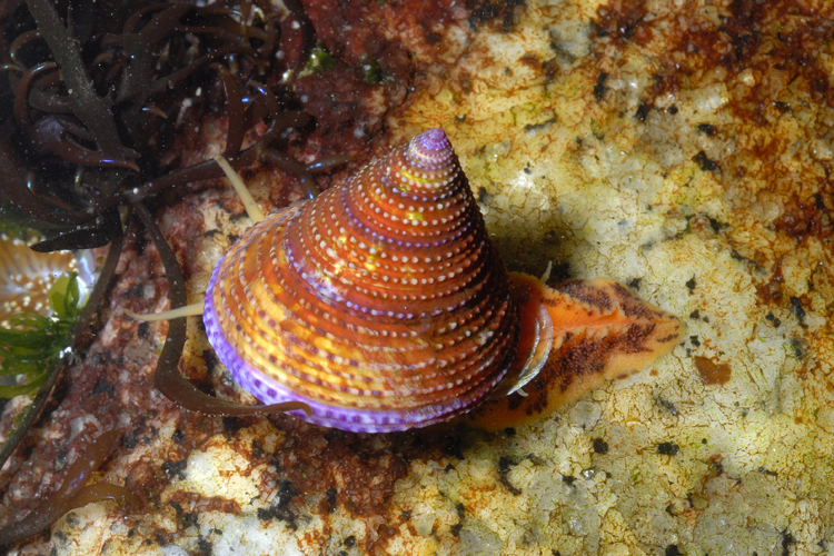 Calliostoma annulatum